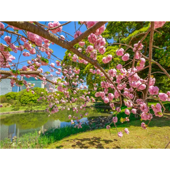 [NEW트렌드][현지차량가이드/팁포함] 도쿄/하코네/가와고에 온천3일(4인출발/온천테마파크/특식)