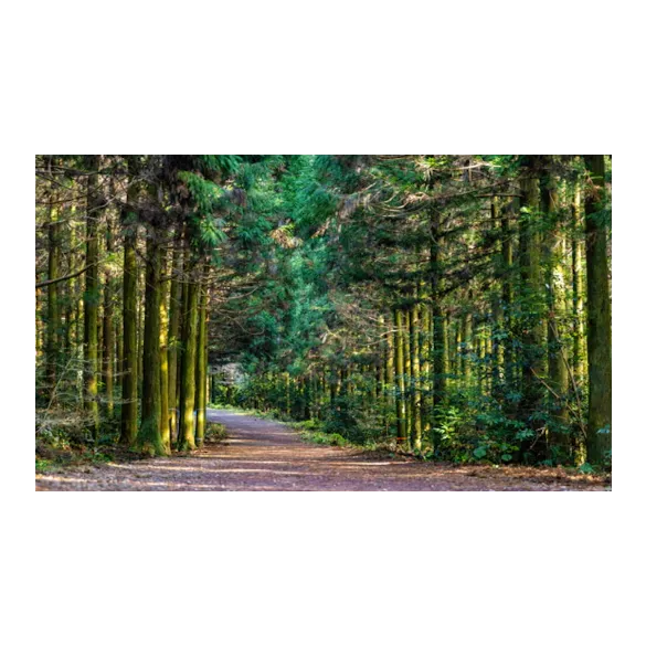 [광주출발][올인클루시브 제주] 제주도 4일