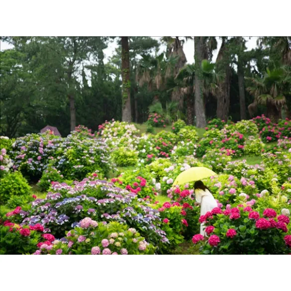 [이스타항공 특가] [힐링BEST] 펠롱펠롱 제주 3일